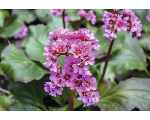 Bergénie Floraself Bergenia cordifolia 'Ouverture' květináč 0,5 l