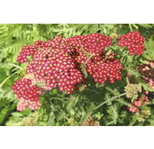 Řebříček obecný červený FloraSelf Achillea millefolium 'Milly Rock' Red květináč 0,5 l
