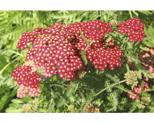 Řebříček obecný červený FloraSelf Achillea millefolium 'Milly Rock' Red květináč 0,5 l