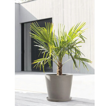 Konopná palma v květináči na terase.