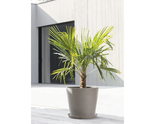 Konopná palma v květináči na terase.