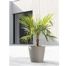 Konopná palma v květináči pro venkovní použití