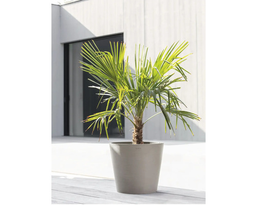 Konopná palma v květináči pro venkovní použití