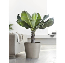 Banánovník v květináči jako pokojová rostlina