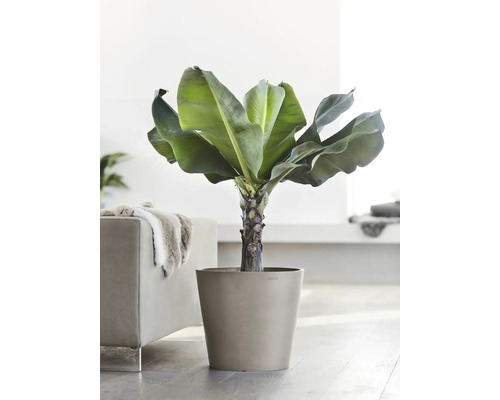 Banánovník v květináči jako pokojová rostlina