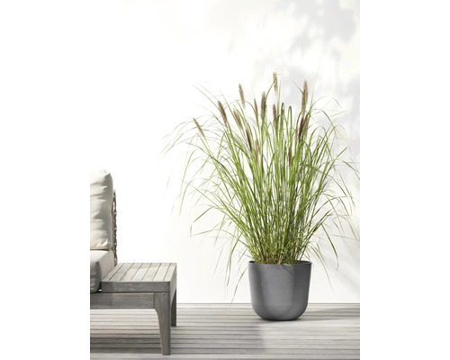 Trsy trávy v květináči venku