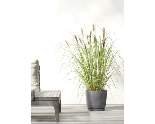 Dekorativní zahradní scéna s vysokou okrasnou trávou v šedé květináč vedle dřevěné lavice