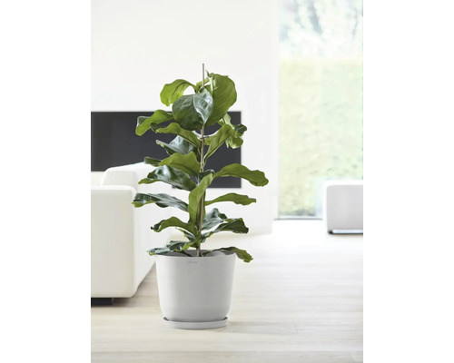 Fíkovník v květináči v interiéru