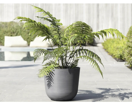 Kapradina v květináči v šedé nádobě pro venkovní použití