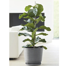 Ficus lyrata pokojová rostlina v květináči s podpůrnou tyčí