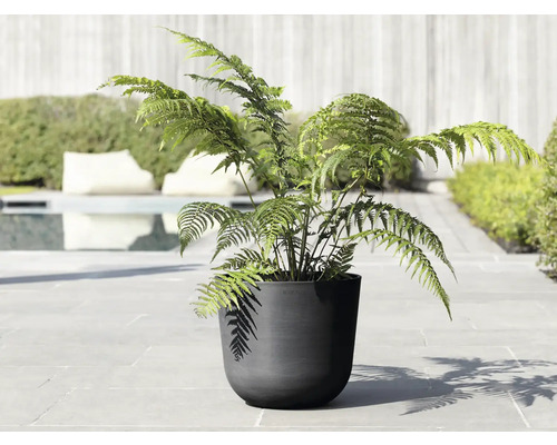 Kapradina v černém květináči pro venkovní použití
