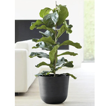 Ficus lyrata v květináči jako pokojová rostlina