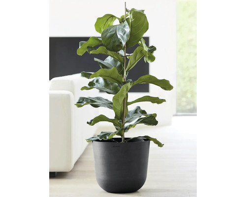 Ficus lyrata v květináči jako pokojová rostlina