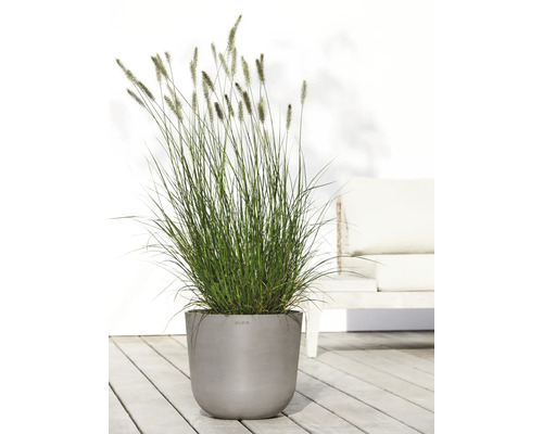 Tráva v šedé květináčové nádobě venku