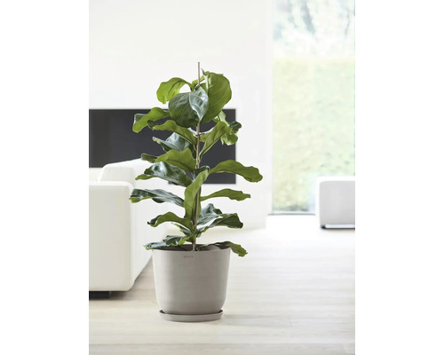 Pokojová rostlina Ficus lyrata v květináči s oporou