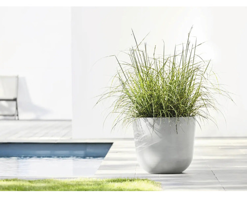 Okrasná rostlina v květináči venku, vedle bazénu.