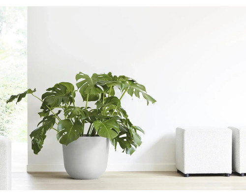 Pokojová rostlina Monstera v květináči