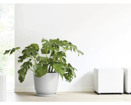 Monstera pokojová rostlina v květináči v interiéru