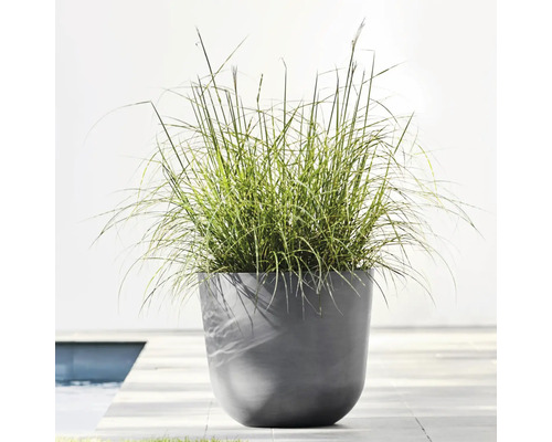 Tráva v květináči na terase