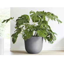 Pokojová rostlina Monstera v květináči
