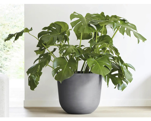 Pokojová rostlina Monstera v květináči