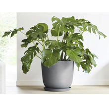 Pokojová rostlina Monstera v květináči