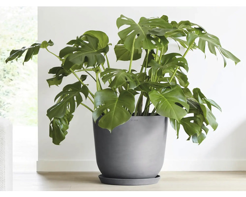 Pokojová rostlina Monstera v květináči