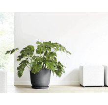 Pokojová rostlina Monstera v květináči na podlaze