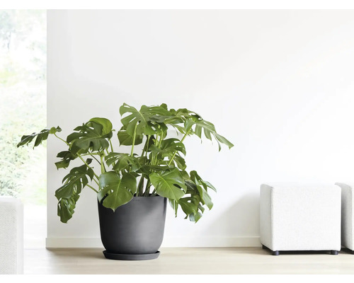 Pokojová rostlina Monstera v květináči na podlaze