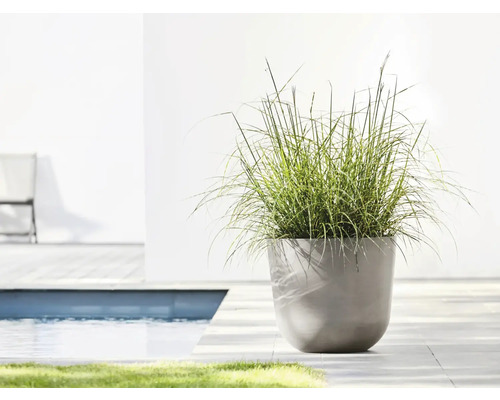 Scéna s květináčem a okrasnou trávou u bazénu