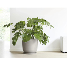 Monstera pokojová rostlina v květináči