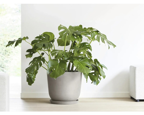 Monstera pokojová rostlina v květináči