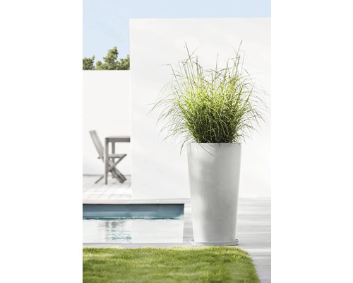 Vysoký květináč s okrasnou trávou na zahradě vedle bazénu