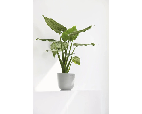 Zelená pokojová rostlina v květináči