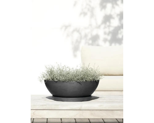 Mísa s rostlinou na podšálku