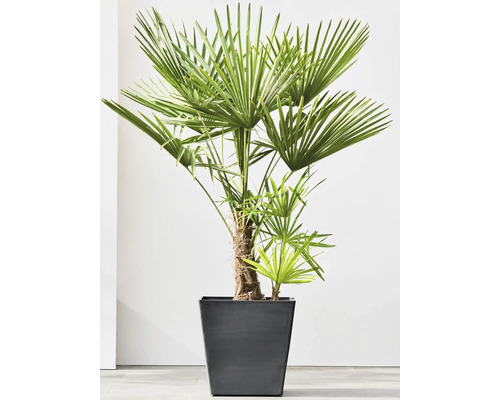 Čínská žumara v květináči