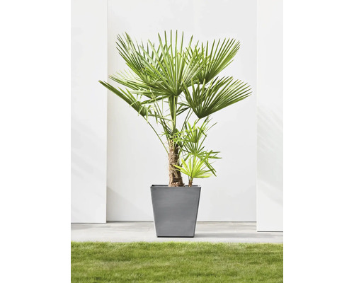 Palma v hranatém květináči