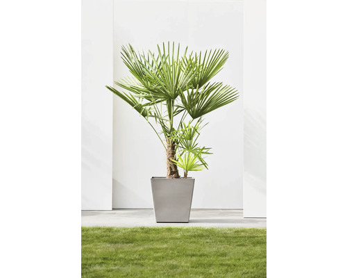 Žumara ztepilá v květináči na trávníku