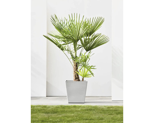 Žumara ztepilá v hranatém květináči na trávníku