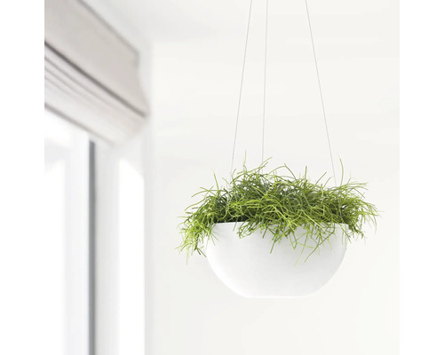 Závěsný květináč se zelenou rostlinou ve světlé místnosti