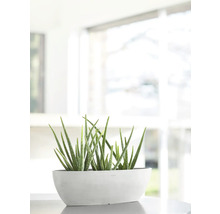 Rostlina Aloe Vera v podlouhlém květináči