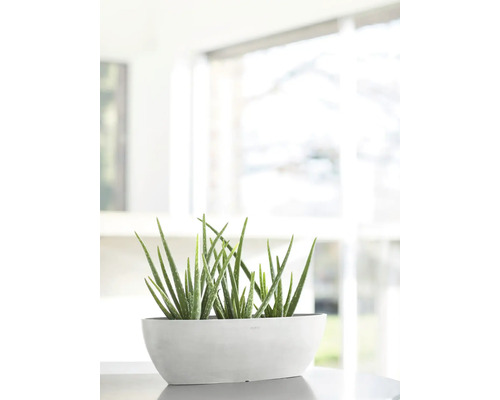 Rostlina Aloe Vera v podlouhlém květináči