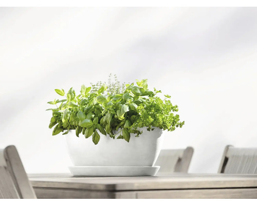 Květináč s bazalkou, tymiánem a petrželkou na dřevěném stole