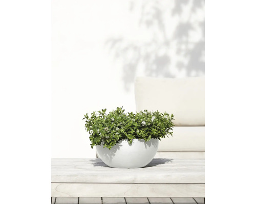 Tymián v květináči na dřevěném stole