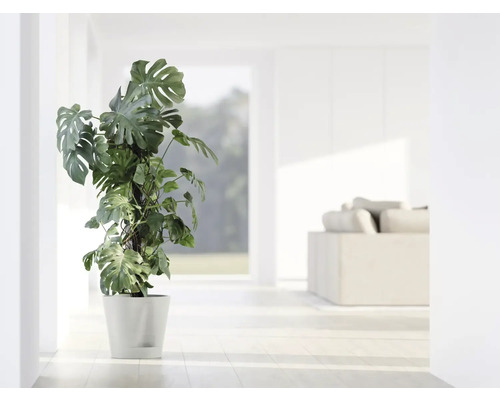 Pokojová rostlina Monstera v květináči ve světlé místnosti.