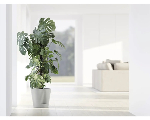 Pokojová rostlina Monstera v květináči ve světlé místnosti