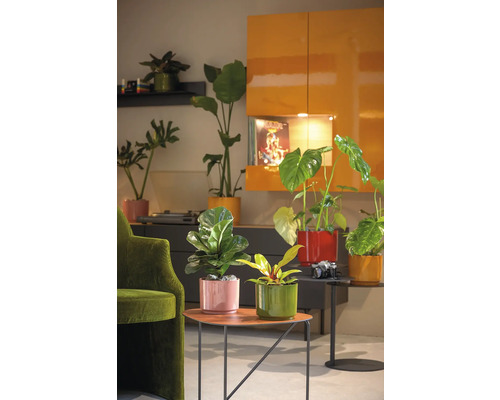 Dekorativní pokojové rostliny v barevných květináčích na stolech a policích v obývacím pokoji