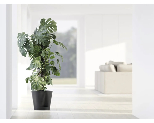 Pokojová rostlina Monstera Deliciosa v květináči ve světlé místnosti.