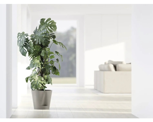 Pokojová rostlina Monstera v květináči ve světlé místnosti