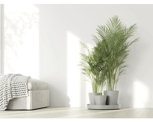 Areková palma v šedých květináčích na podnosu, vedle stoličky s pletenou dekou